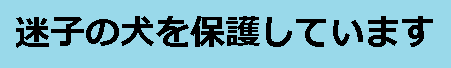 迷子の犬を保護しています