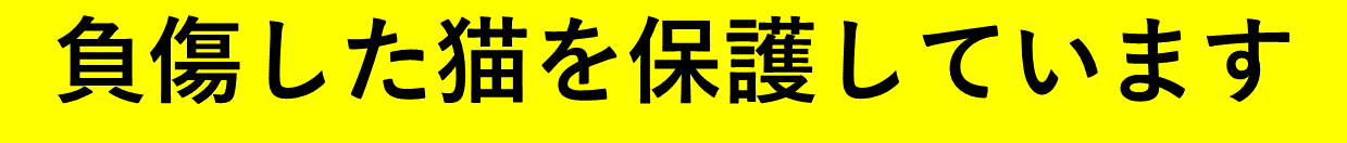 負傷した猫を保護しています