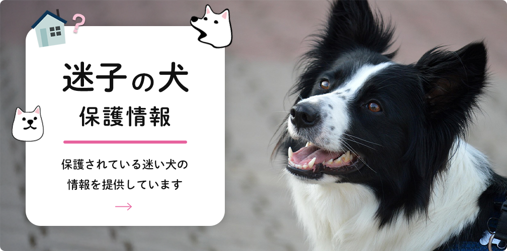 迷子の犬保護情報