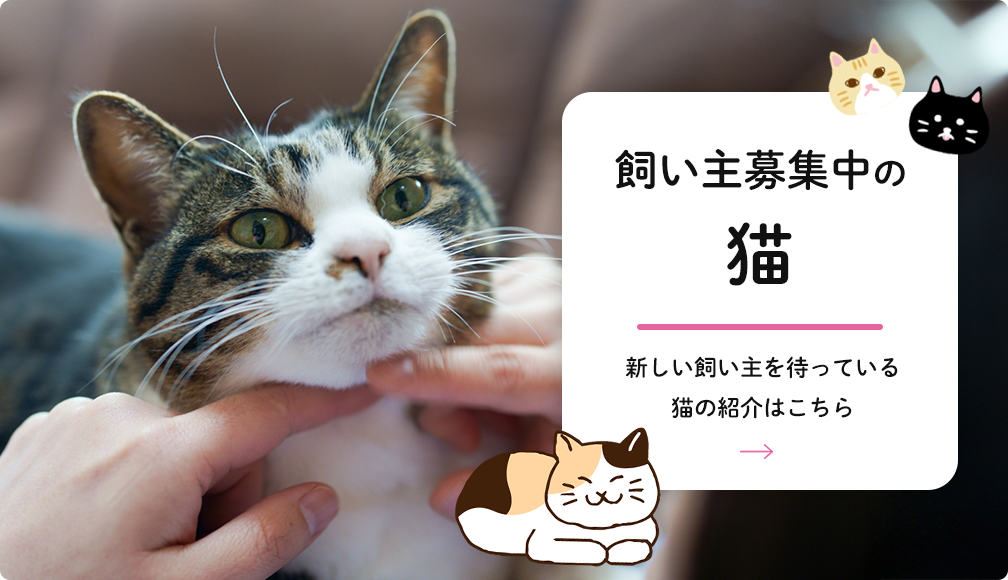 飼い主募集中の猫