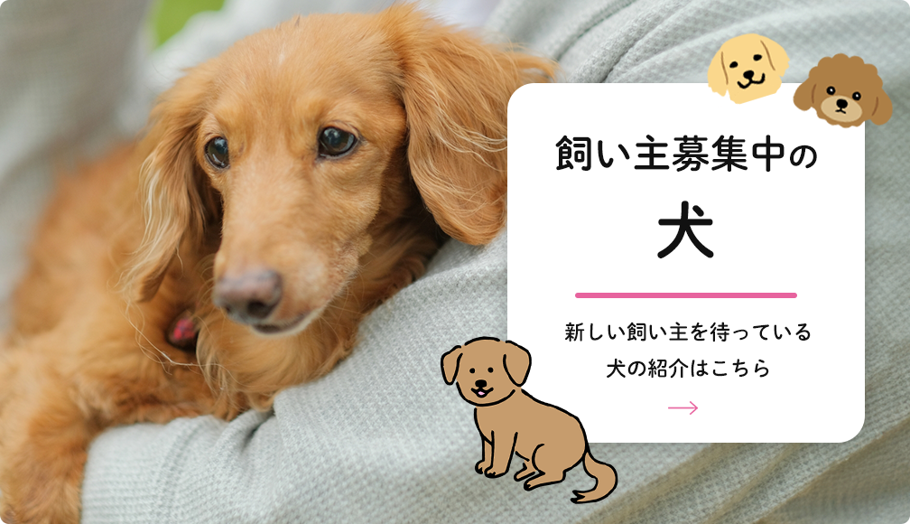 飼い主募集中の犬